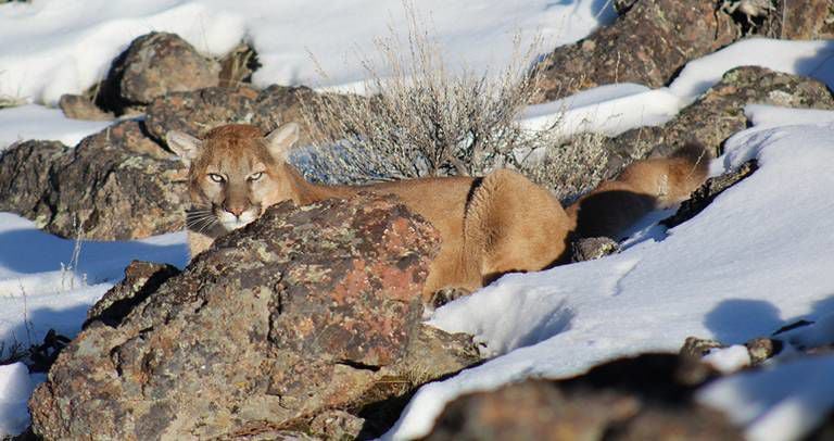 Mountain lion